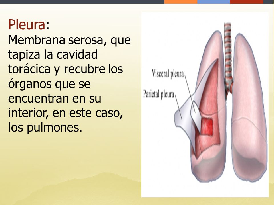 Pleura: Membrana serosa, que tapiza la cavidad torácica y recubre los órganos que se encuentran en su interior, en este caso, los pulmones.