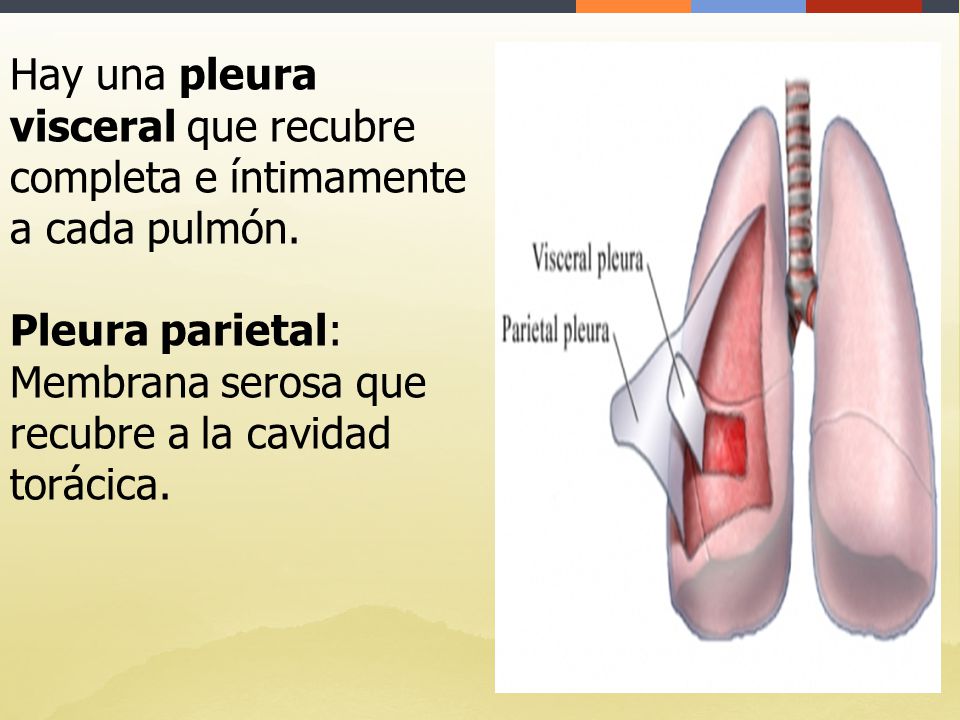 Hay una pleura visceral que recubre completa e íntimamente a cada pulmón.