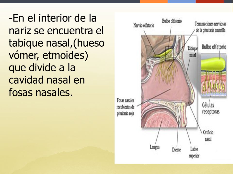 En el interior de la nariz se encuentra el tabique nasal,(hueso vómer, etmoides) que divide a la cavidad nasal en fosas nasales.