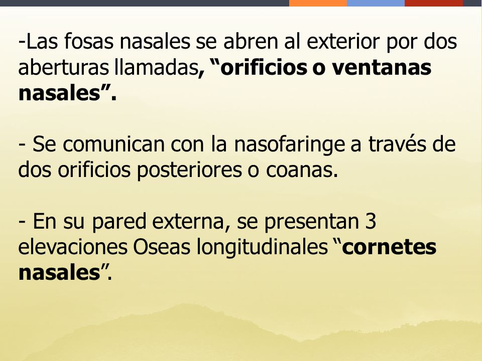 Las fosas nasales se abren al exterior por dos aberturas llamadas, orificios o ventanas nasales .