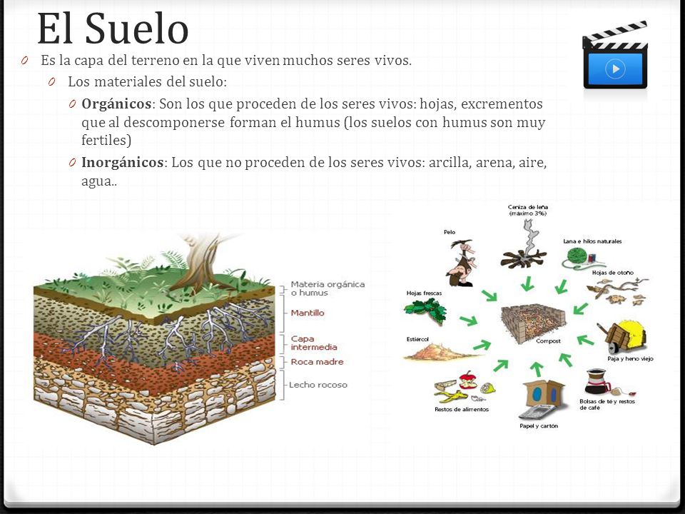 El Suelo Es la capa del terreno en la que viven muchos seres vivos.
