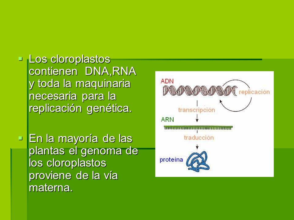 Los cloroplastos contienen DNA,RNA y toda la maquinaria necesaria para la replicación genética.