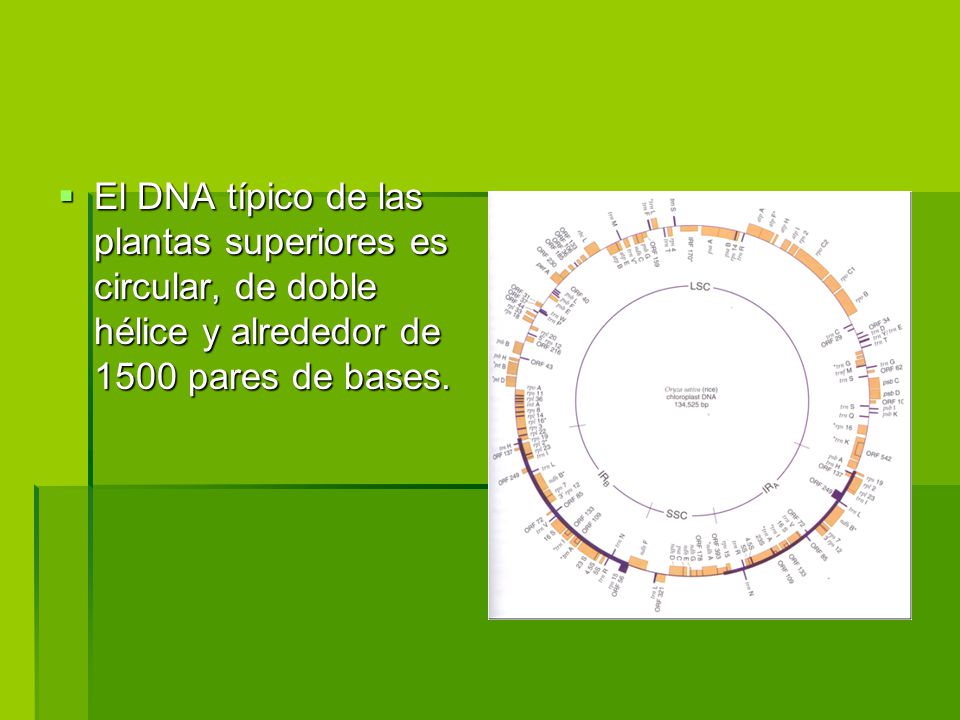 El DNA típico de las plantas superiores es circular, de doble hélice y alrededor de 1500 pares de bases.