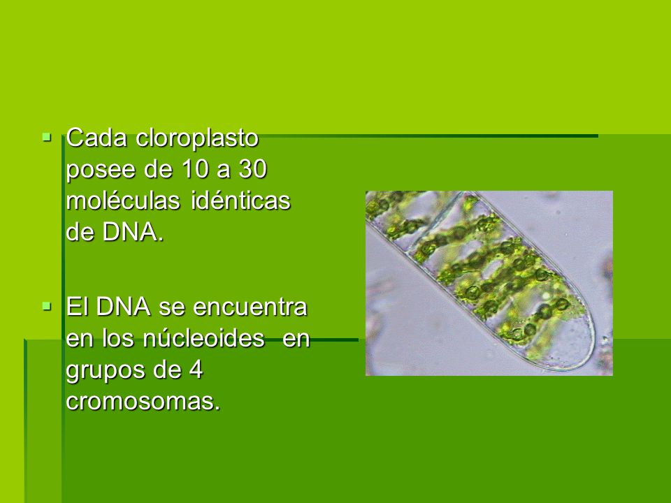 Cada cloroplasto posee de 10 a 30 moléculas idénticas de DNA.