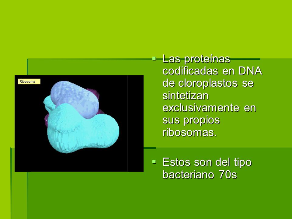 Las proteínas codificadas en DNA de cloroplastos se sintetizan exclusivamente en sus propios ribosomas.