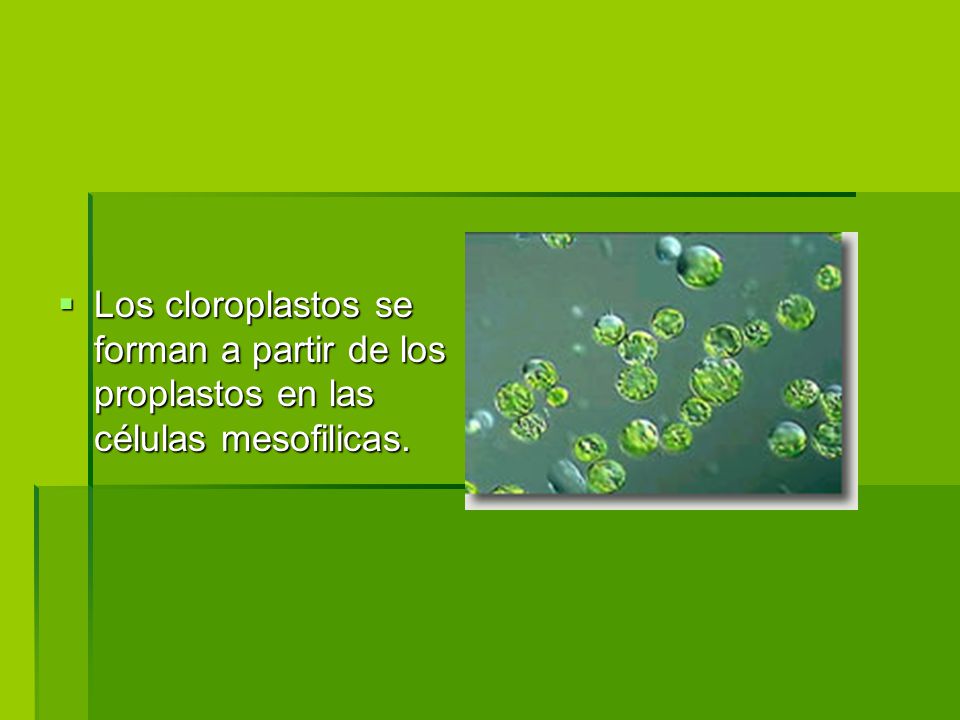 Los cloroplastos se forman a partir de los proplastos en las células mesofilicas.