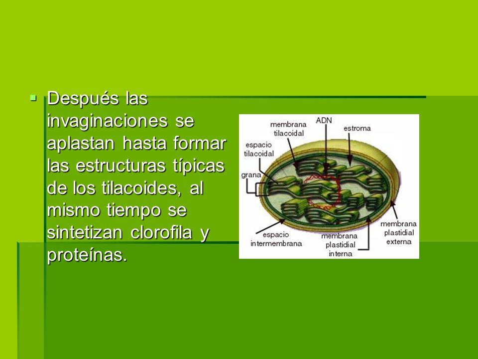 Después las invaginaciones se aplastan hasta formar las estructuras típicas de los tilacoides, al mismo tiempo se sintetizan clorofila y proteínas.