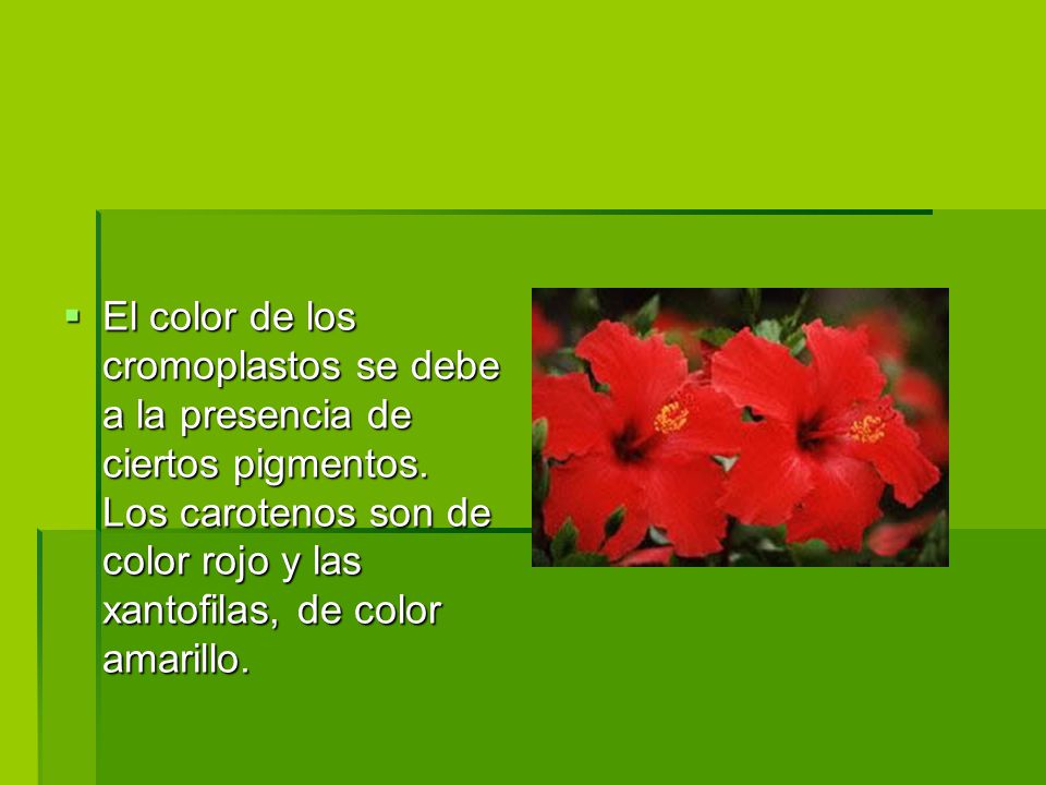 El color de los cromoplastos se debe a la presencia de ciertos pigmentos.