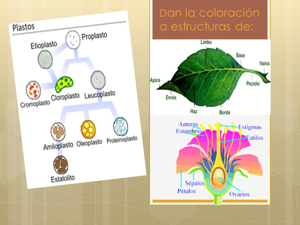 Dan la coloración a estructuras de: