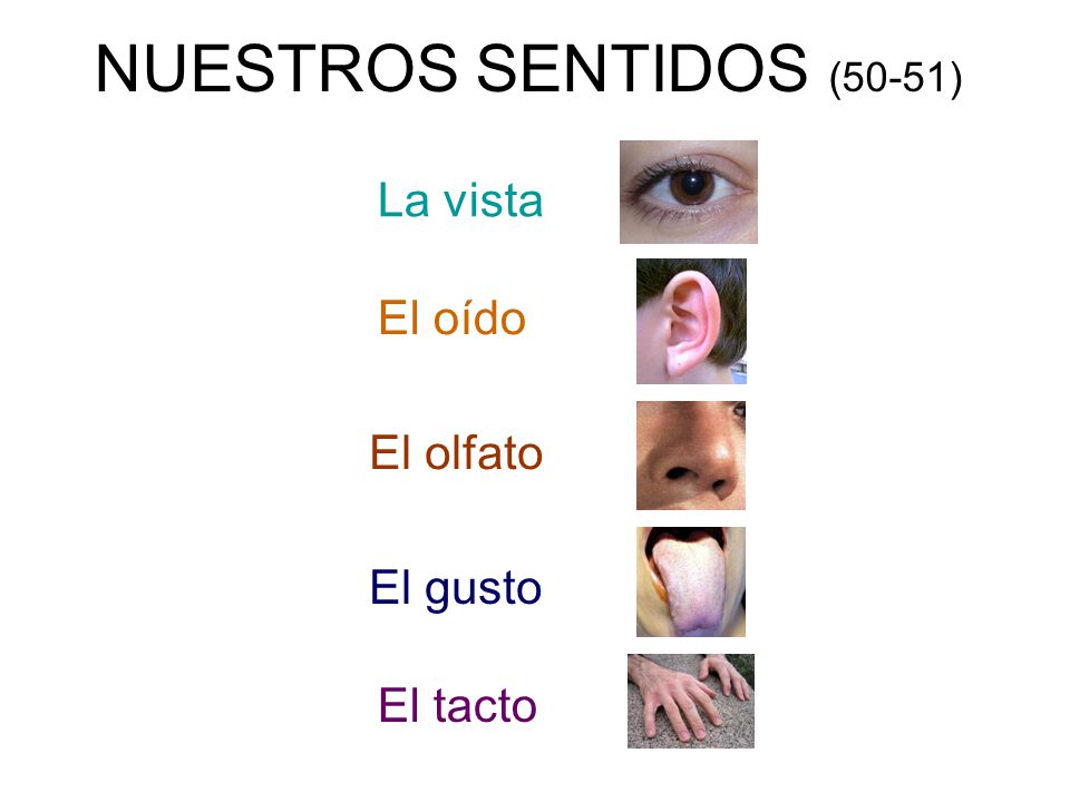 NUESTROS SENTIDOS (50-51) La vista El oído El olfato El gusto El tacto