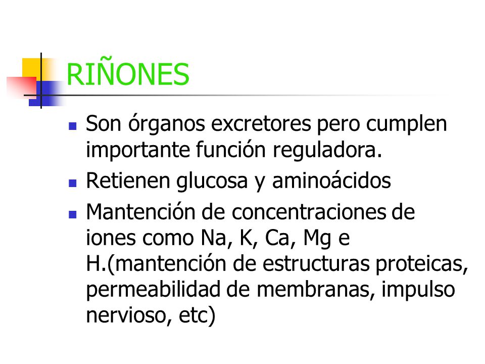 RIÑONES Son órganos excretores pero cumplen importante función reguladora. Retienen glucosa y aminoácidos.
