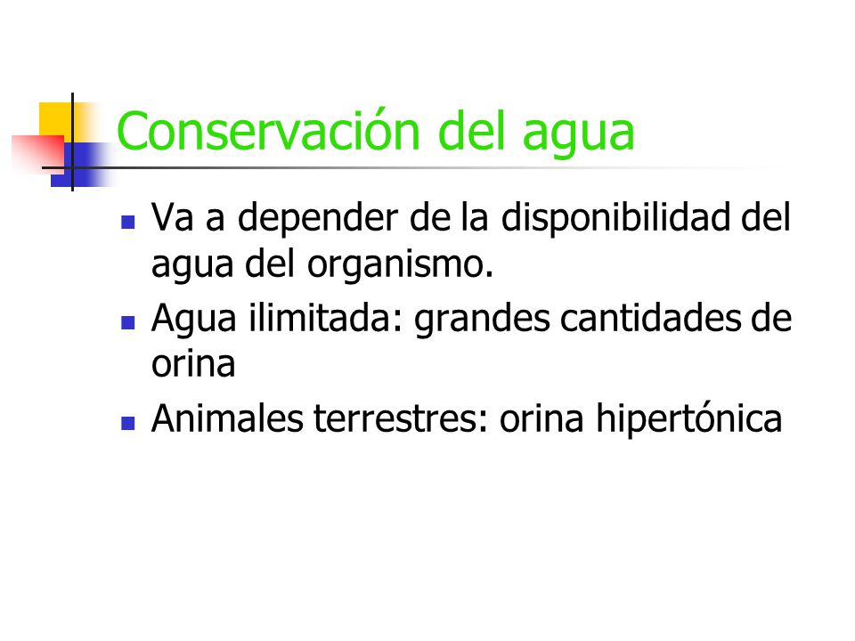 Conservación del agua Va a depender de la disponibilidad del agua del organismo. Agua ilimitada: grandes cantidades de orina.