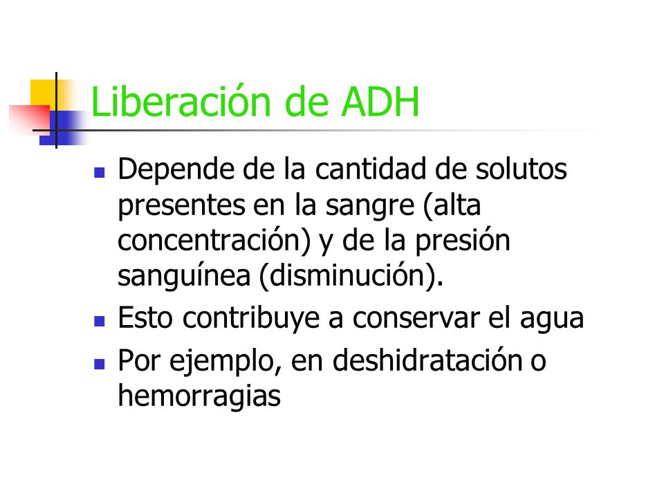 Liberación de ADH Depende de la cantidad de solutos presentes en la sangre (alta concentración) y de la presión sanguínea (disminución).