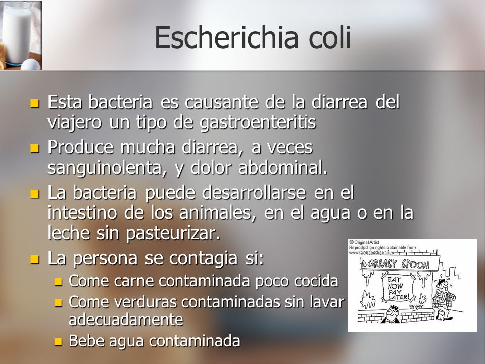 Escherichia coli Esta bacteria es causante de la diarrea del viajero un tipo de gastroenteritis.