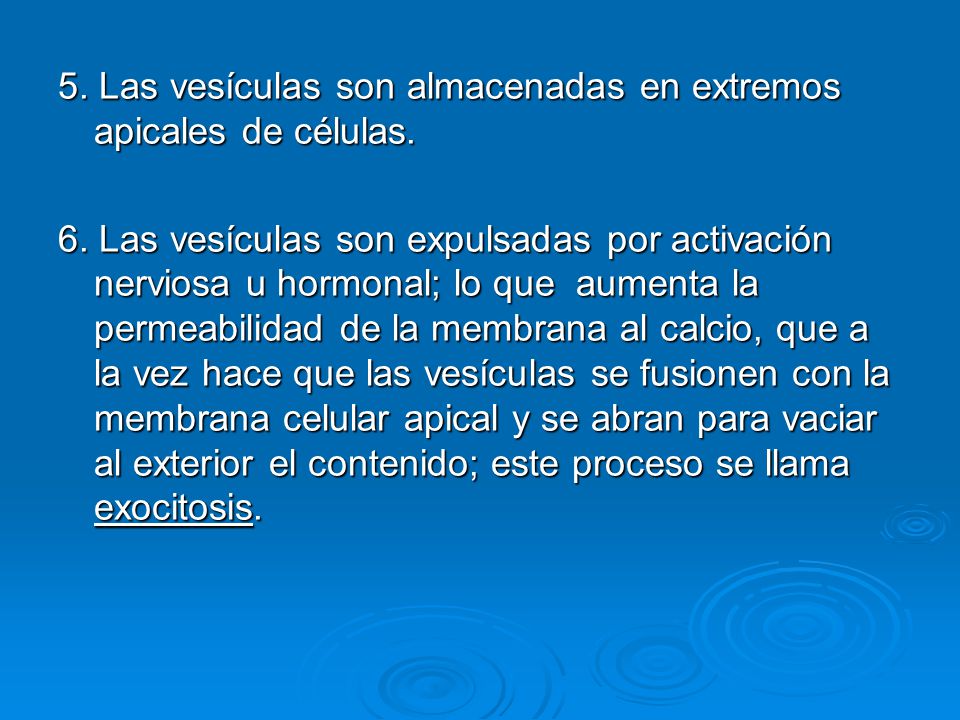 5. Las vesículas son almacenadas en extremos apicales de células.