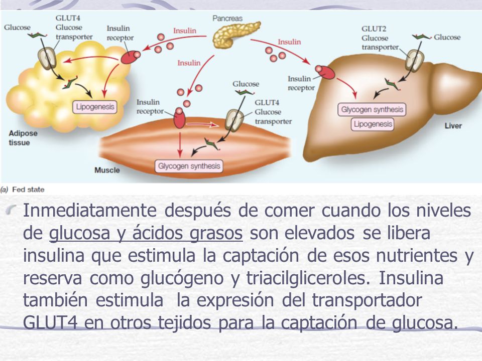Inmediatamente después de comer cuando los niveles de glucosa y ácidos grasos son elevados se libera insulina que estimula la captación de esos nutrientes y reserva como glucógeno y triacilgliceroles.