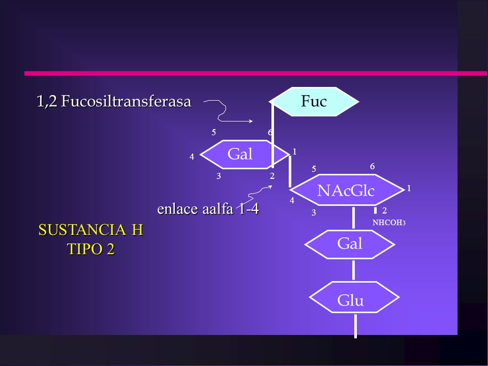 1,2 Fucosiltransferasa SUSTANCIA H TIPO 2 enlace aalfa 1-4 Fuc Gal