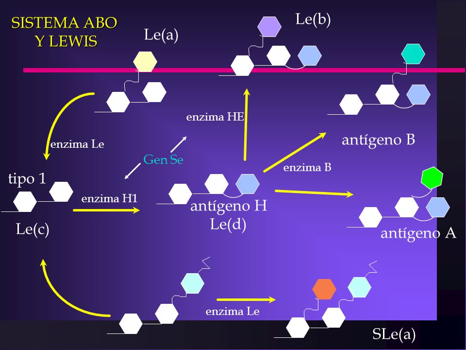 Le(b) SISTEMA ABO Y LEWIS Le(a) antígeno B tipo 1 antígeno H Le(d)