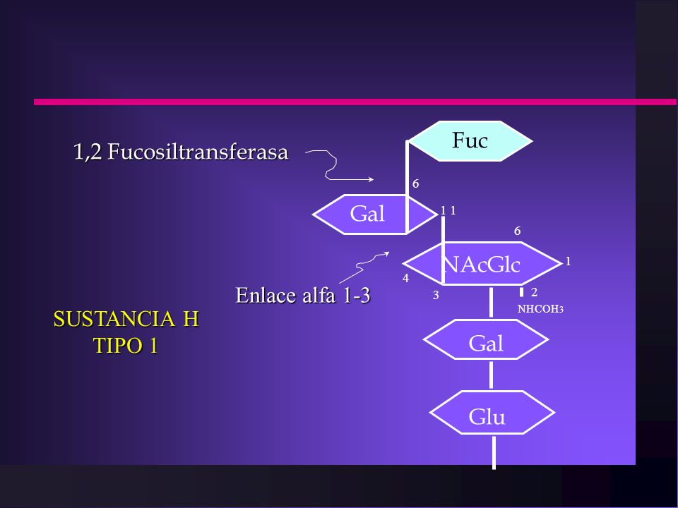 Fuc 1,2 Fucosiltransferasa Gal NAcGlc Enlace alfa 1-3 SUSTANCIA H