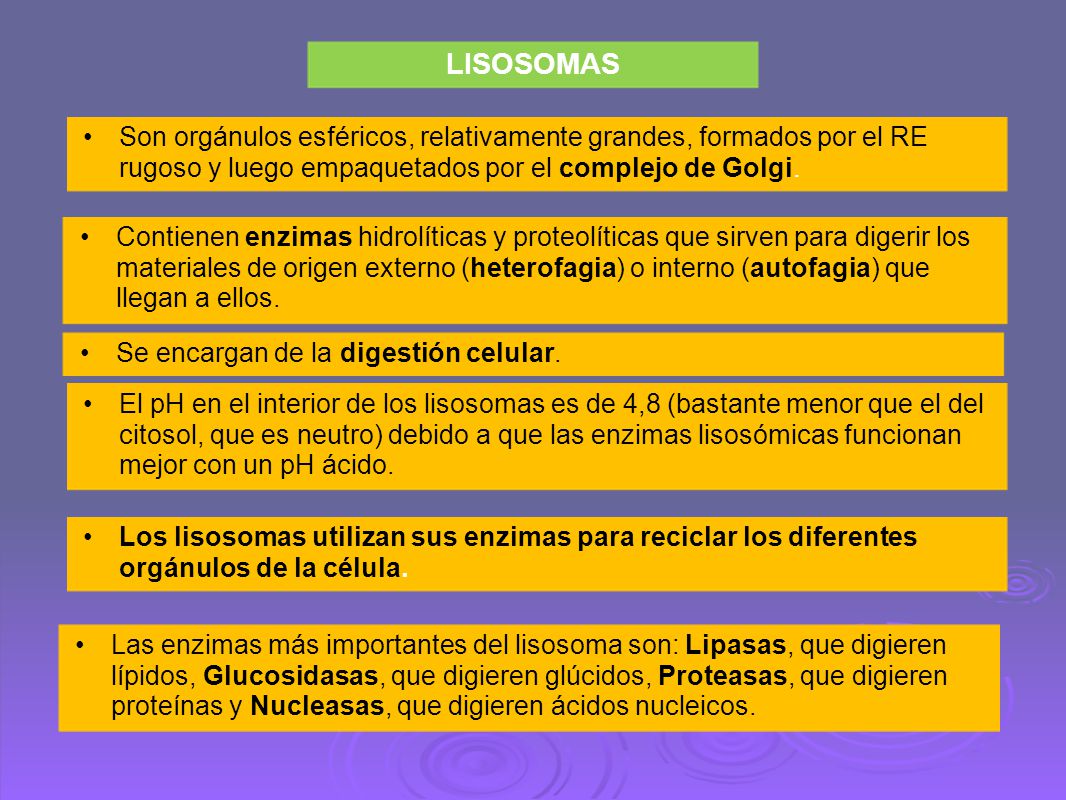 LISOSOMAS Son orgánulos esféricos, relativamente grandes, formados por el RE rugoso y luego empaquetados por el complejo de Golgi.