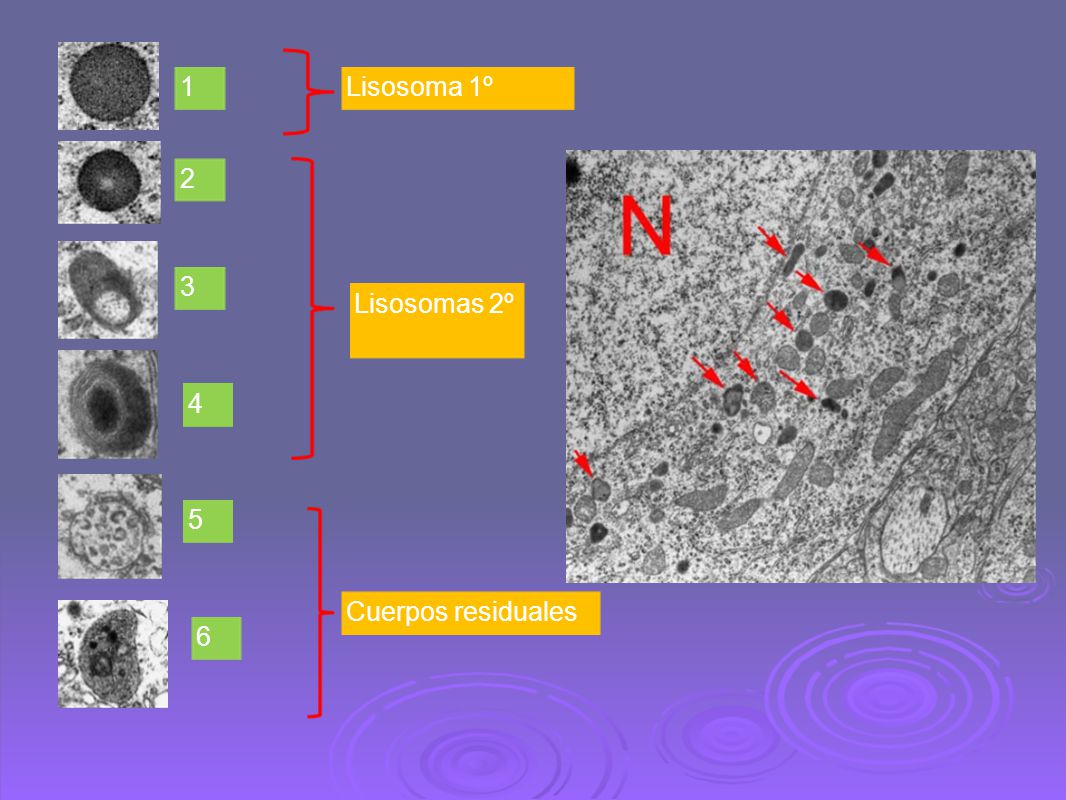 1 Lisosoma 1º 2 3 Lisosomas 2º 4 5 Cuerpos residuales 6