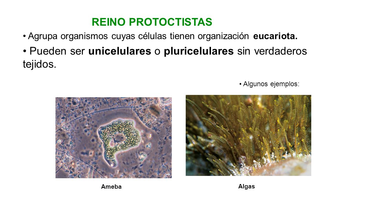 • Pueden ser unicelulares o pluricelulares sin verdaderos tejidos.