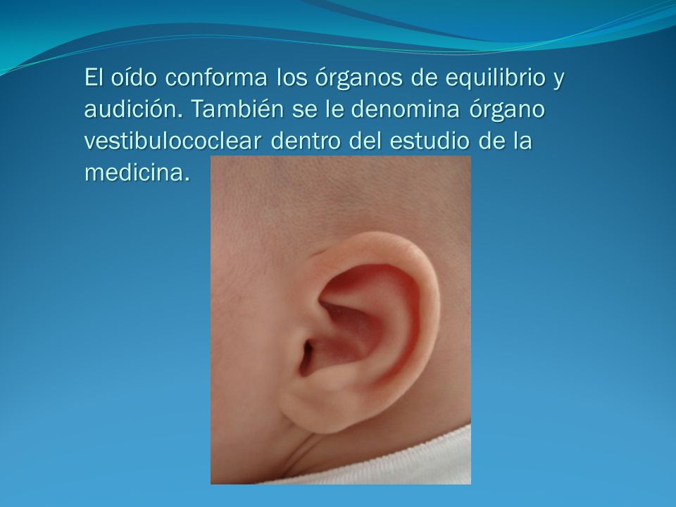 El oído conforma los órganos de equilibrio y audición