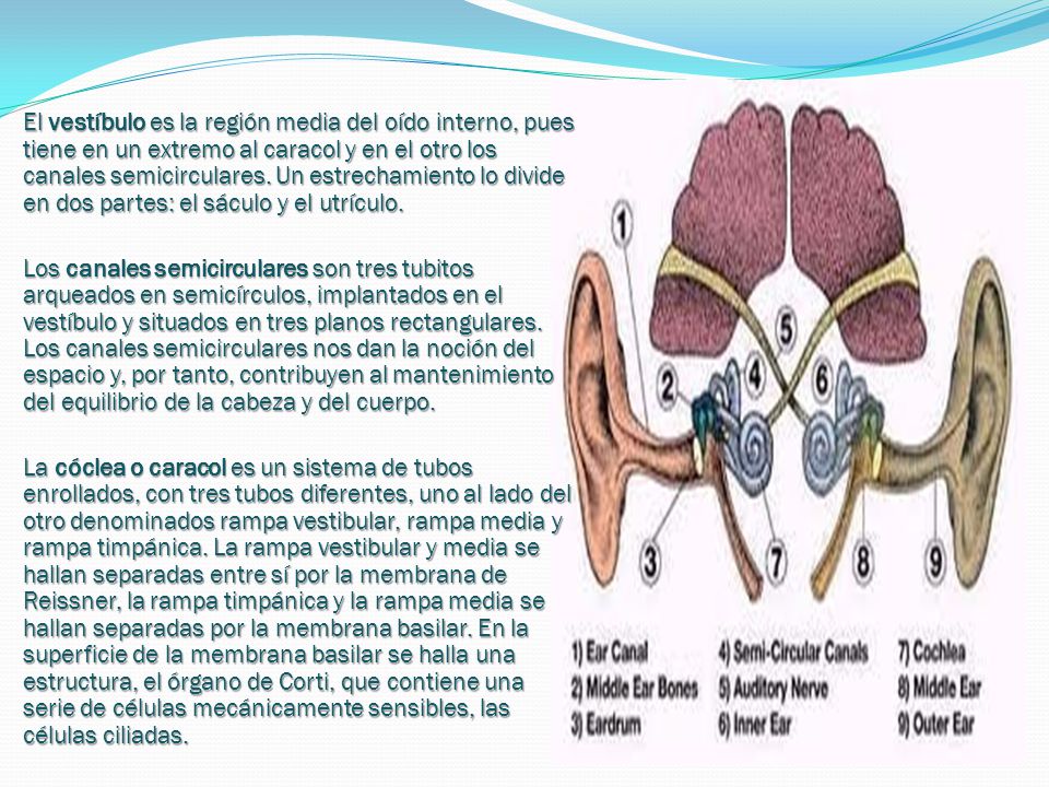 El vestíbulo es la región media del oído interno, pues tiene en un extremo al caracol y en el otro los canales semicirculares. Un estrechamiento lo divide en dos partes: el sáculo y el utrículo.