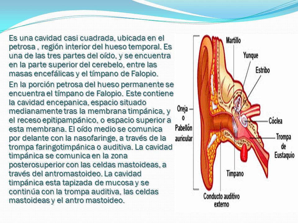 Es una cavidad casi cuadrada, ubicada en el petrosa , región interior del hueso temporal. Es una de las tres partes del oído, y se encuentra en la parte superior del cerebelo, entre las masas encefálicas y el tímpano de Falopio.