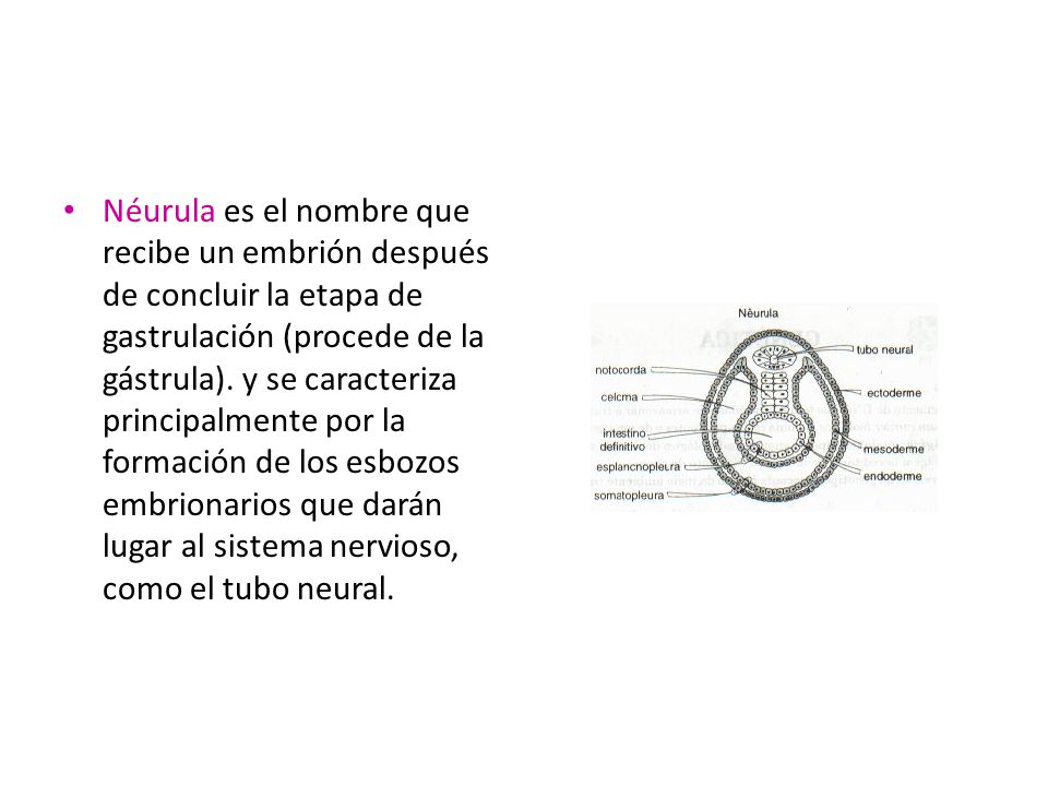 Néurula es el nombre que recibe un embrión después de concluir la etapa de gastrulación (procede de la gástrula).