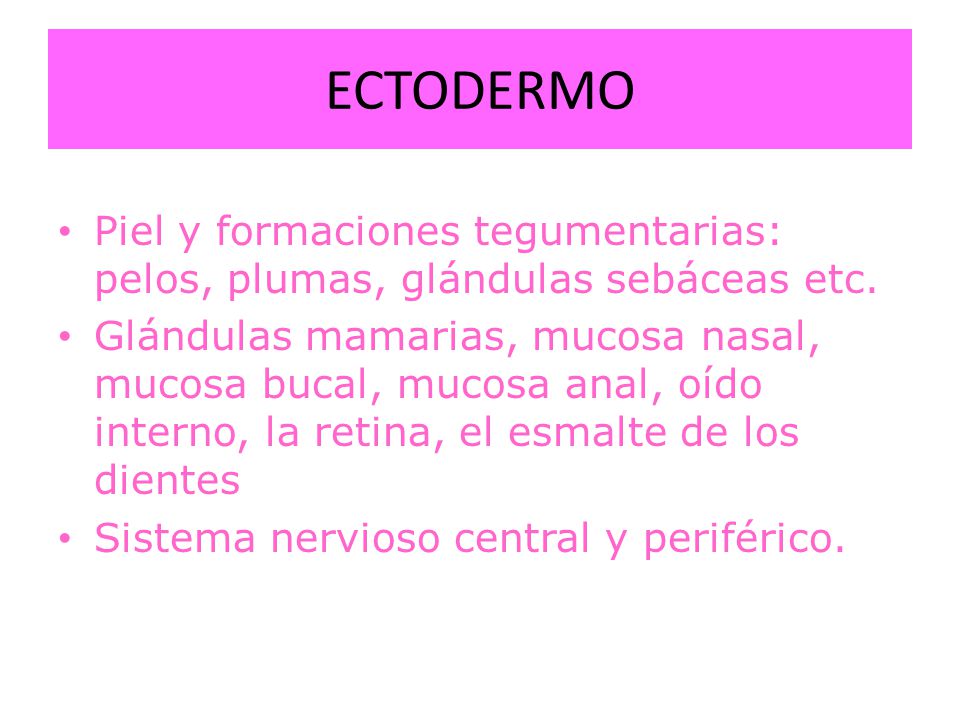 ECTODERMO Piel y formaciones tegumentarias: pelos, plumas, glándulas sebáceas etc.