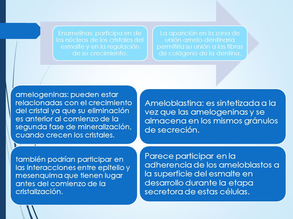 Enamelinas: participa en de los núcleos de los cristales del esmalte y en la regulación de su crecimiento.