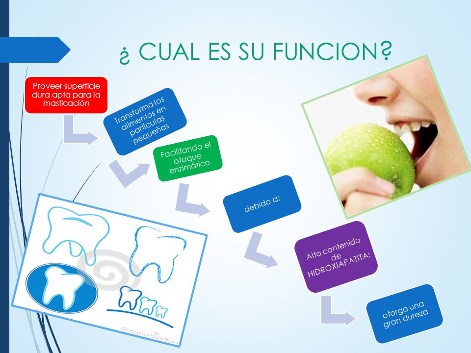 ¿ CUAL ES SU FUNCION Proveer superficie dura apta para la masticación