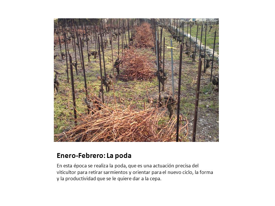 Enero-Febrero: La poda
