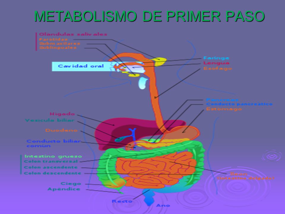 METABOLISMO DE PRIMER PASO