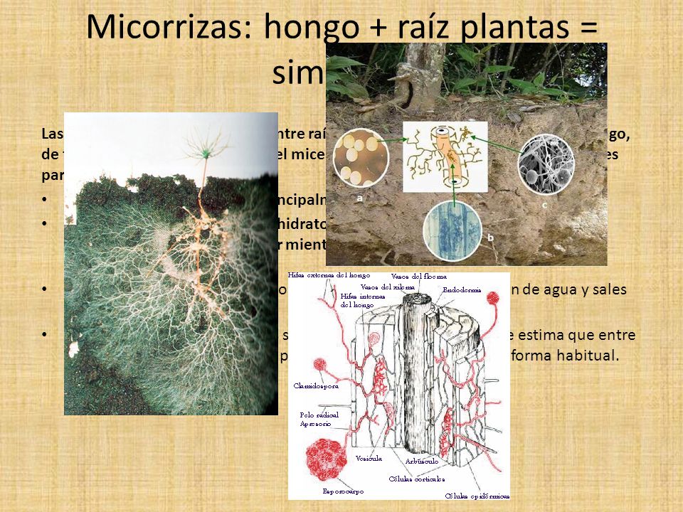 Micorrizas: hongo + raíz plantas = simbiosis