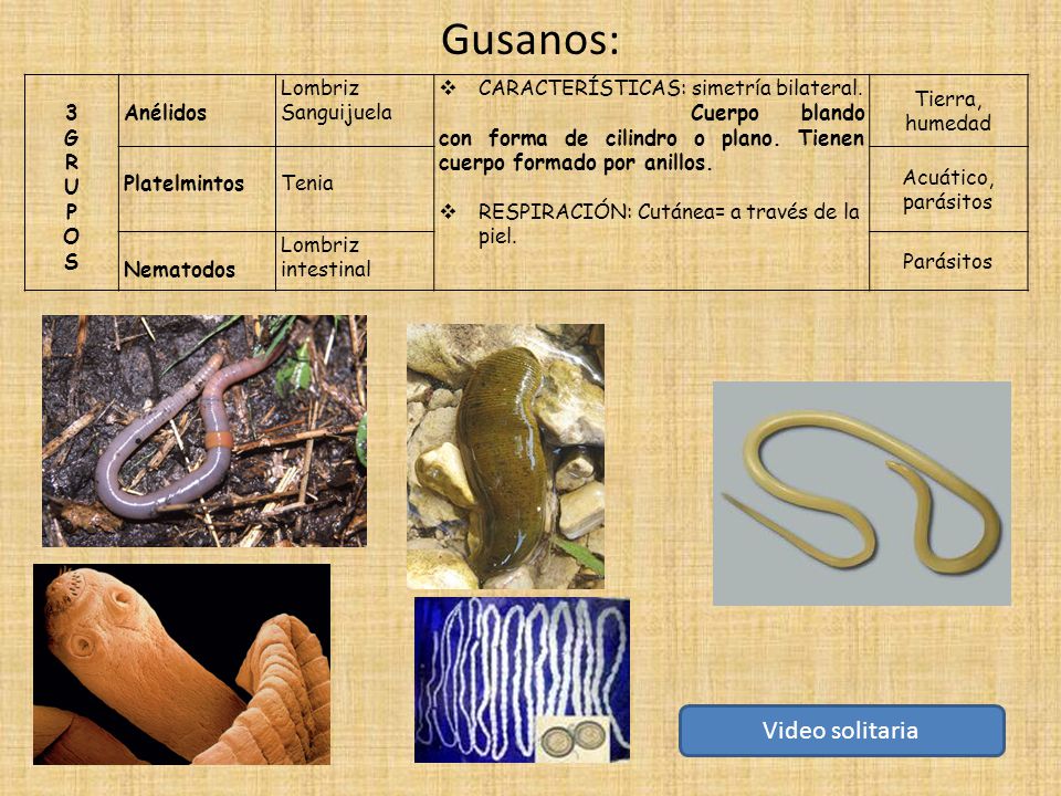 Gusanos: Video solitaria 3 G R U P O S Anélidos Lombriz Sanguijuela