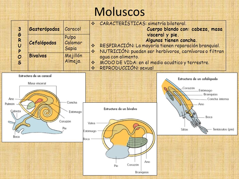 Moluscos 3 G R U P O S Gasterópodos Caracol
