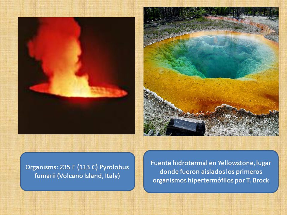 Organisms: 235 F (113 C) Pyrolobus fumarii (Volcano Island, Italy)