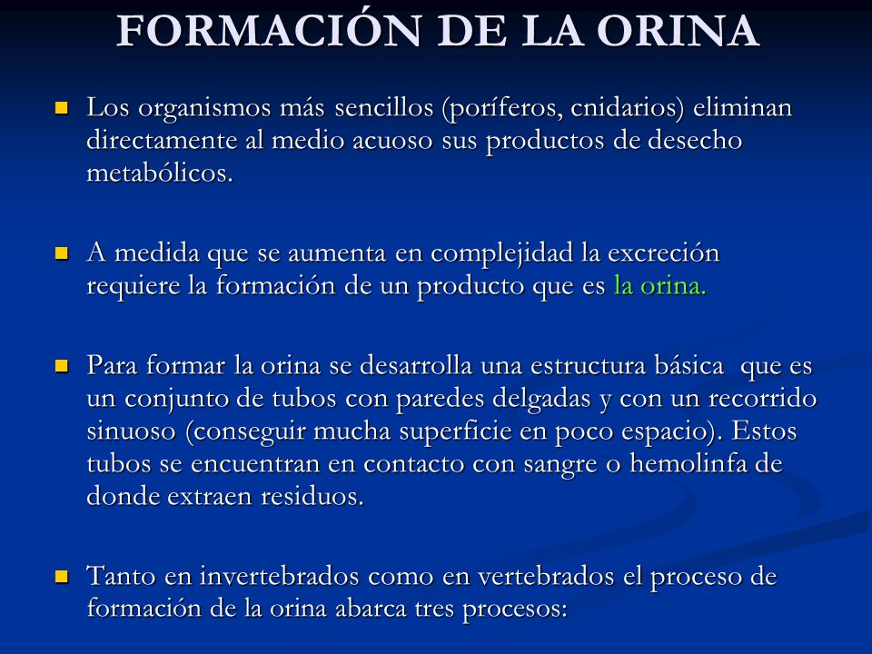FORMACIÓN DE LA ORINA Los organismos más sencillos (poríferos, cnidarios) eliminan directamente al medio acuoso sus productos de desecho metabólicos.
