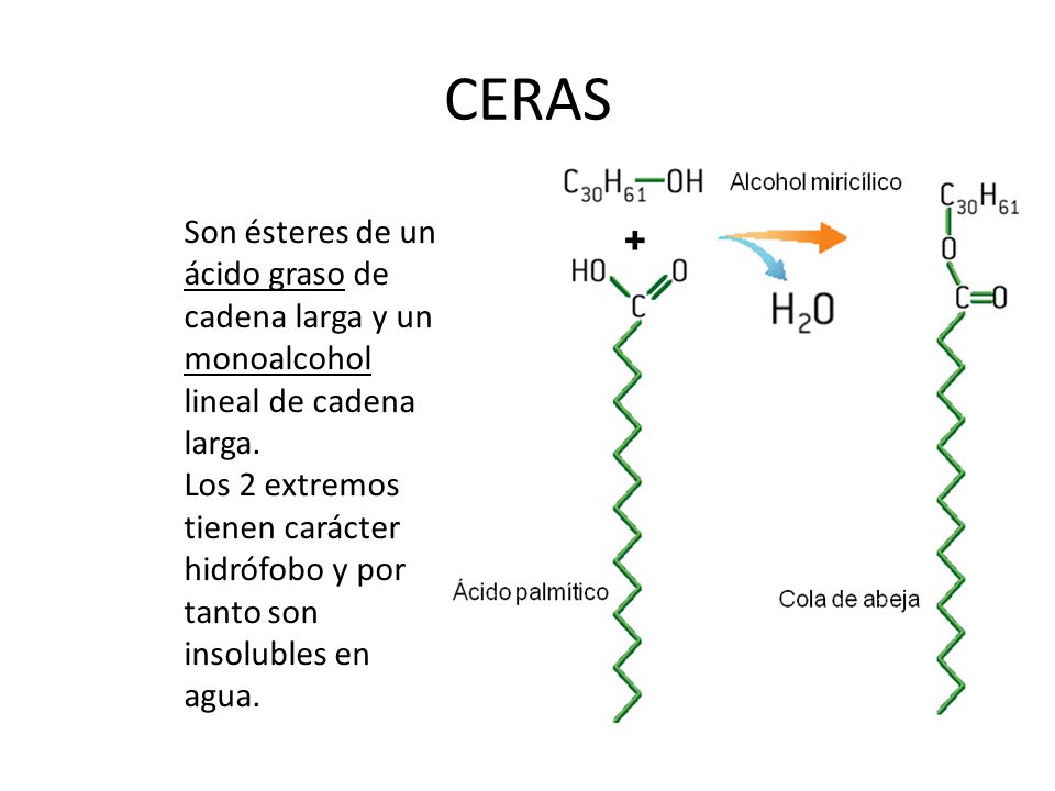 CERAS Son ésteres de un ácido graso de cadena larga y un monoalcohol lineal de cadena larga.