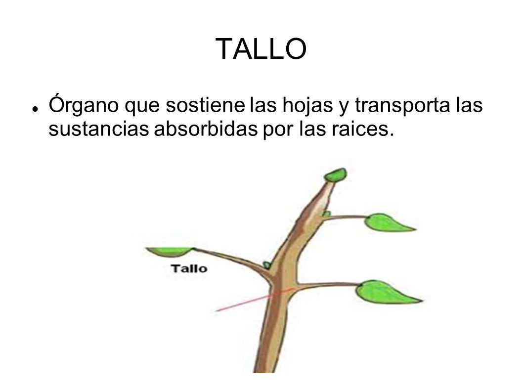 TALLO Órgano que sostiene las hojas y transporta las sustancias absorbidas por las raices.