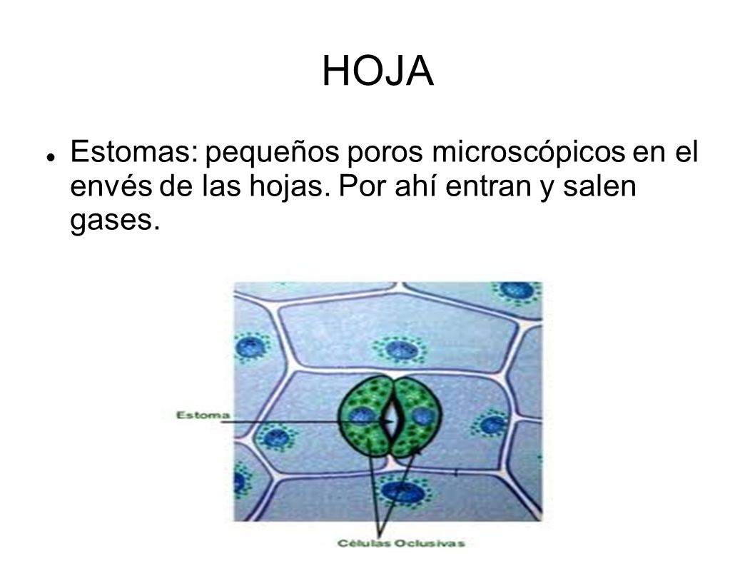 HOJA Estomas: pequeños poros microscópicos en el envés de las hojas.