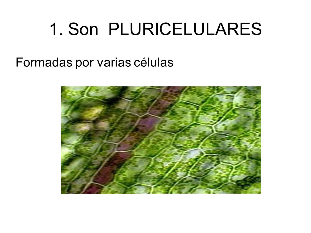 1. Son PLURICELULARES Formadas por varias células