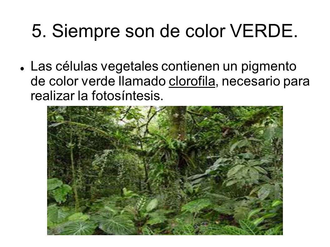 5. Siempre son de color VERDE.