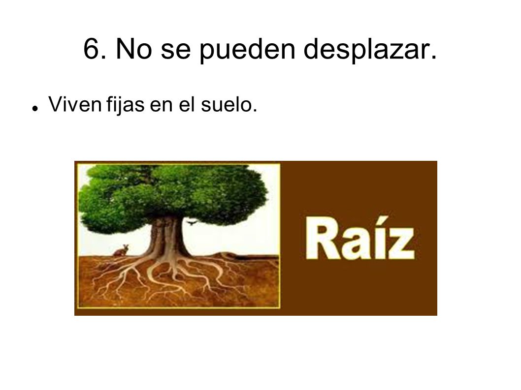 6. No se pueden desplazar. Viven fijas en el suelo.