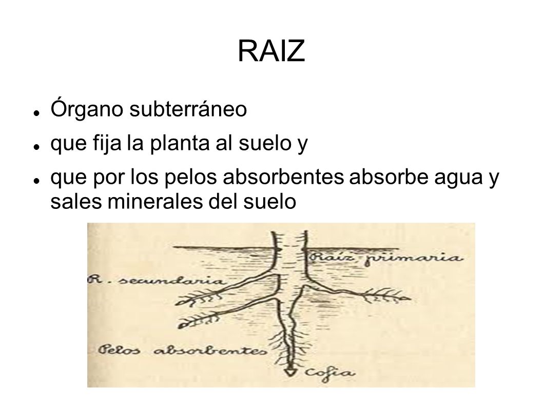 RAIZ Órgano subterráneo que fija la planta al suelo y