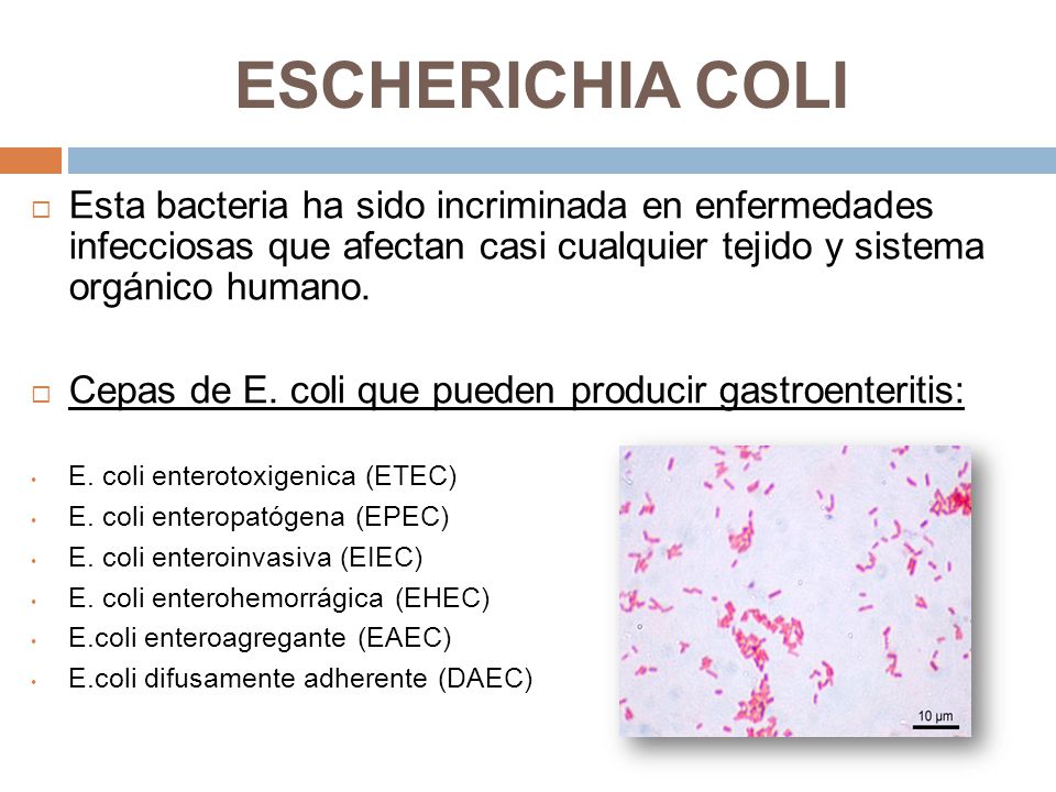 ESCHERICHIA COLI Esta bacteria ha sido incriminada en enfermedades infecciosas que afectan casi cualquier tejido y sistema orgánico humano.