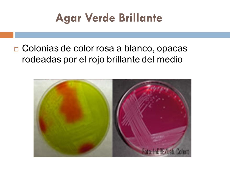 Agar Verde Brillante Colonias de color rosa a blanco, opacas rodeadas por el rojo brillante del medio.