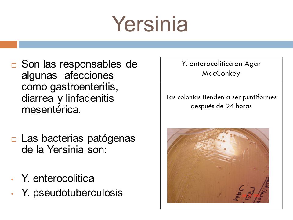 Yersinia Son las responsables de algunas afecciones como gastroenteritis, diarrea y linfadenitis mesentérica.